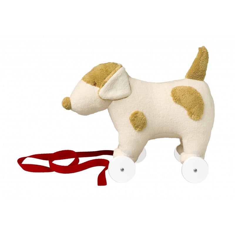 Sled Dog